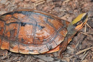 Vietnamese three-striped box turtle