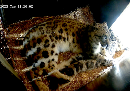 Bild Livecameras at Nordens Ark