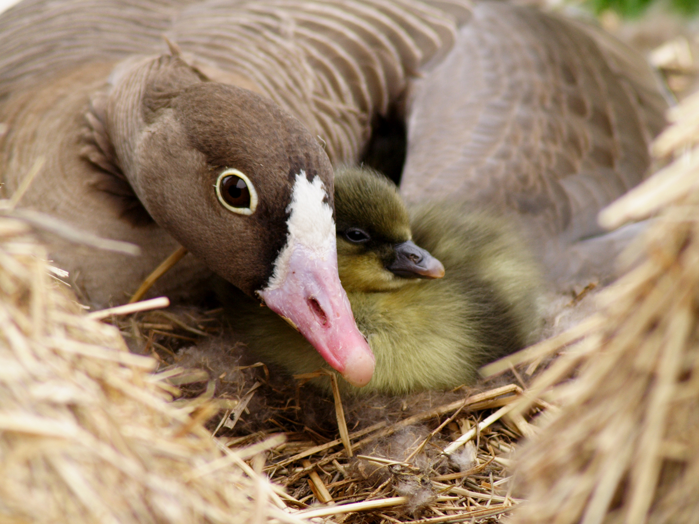 Lesser white-fronted goose
