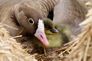 Lesser white-fronted goose