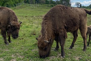 European bison