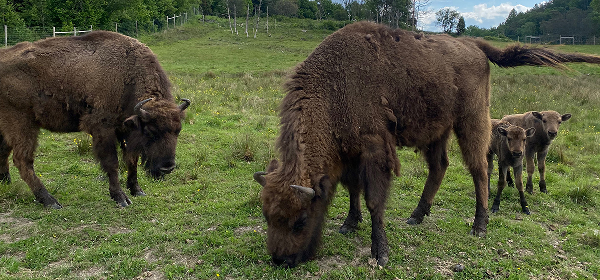European Bison Conservation Nordens Ark European Bison Conservation Nordens Ark