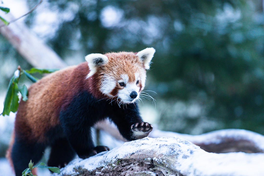 Introducing the park