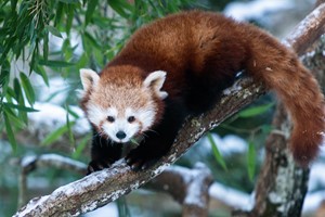 Red panda