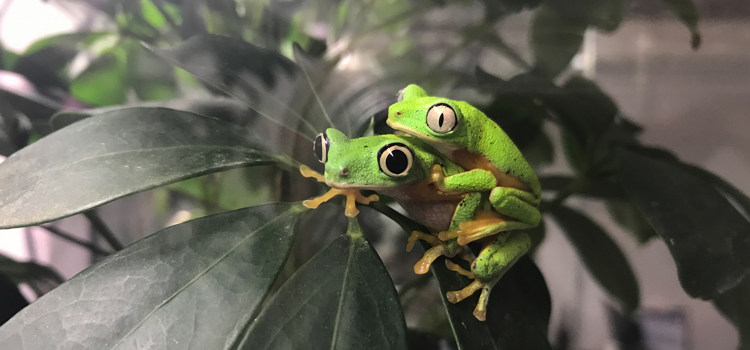 Lemur Leaf Frog