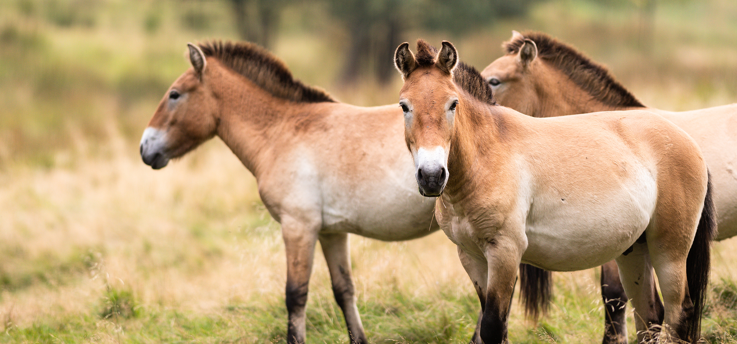 Przewalskis wild horse