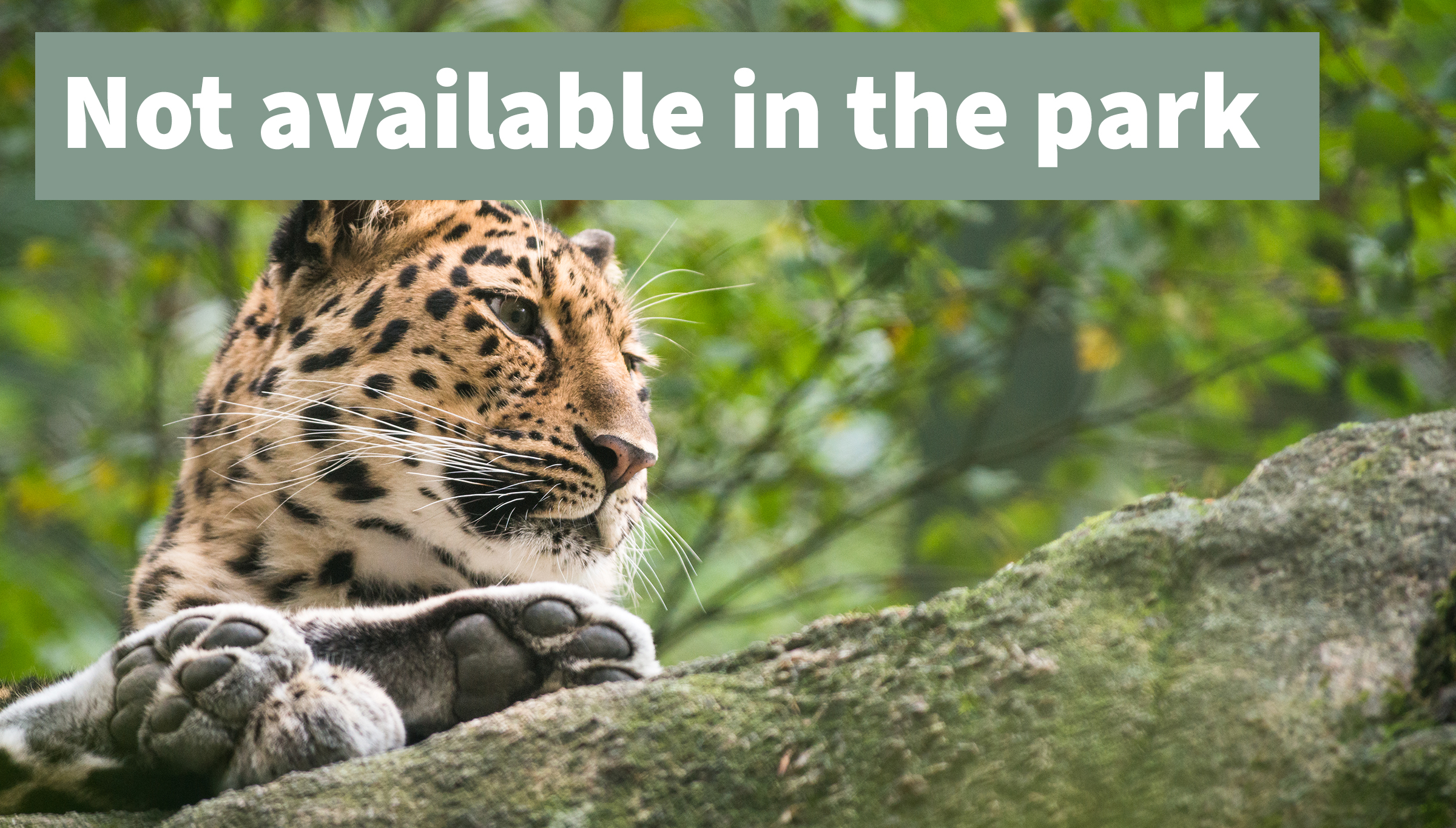 Amurleopard ej för visning thumb eng