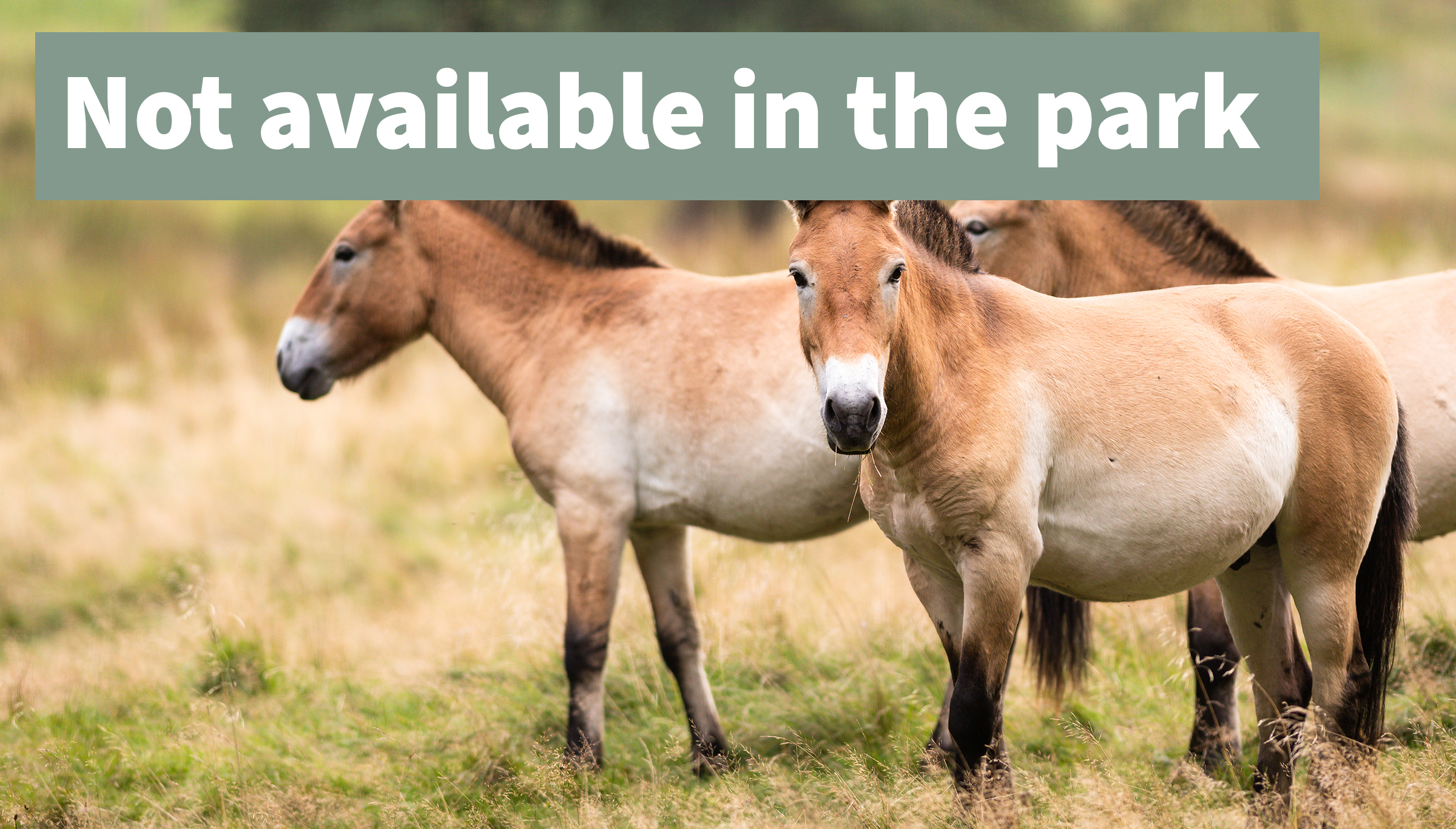 Przewalskis wild horse