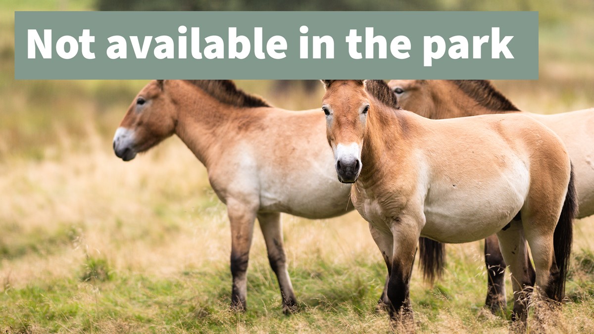 Pzrewalskis vildhäst ej för visning thumb eng