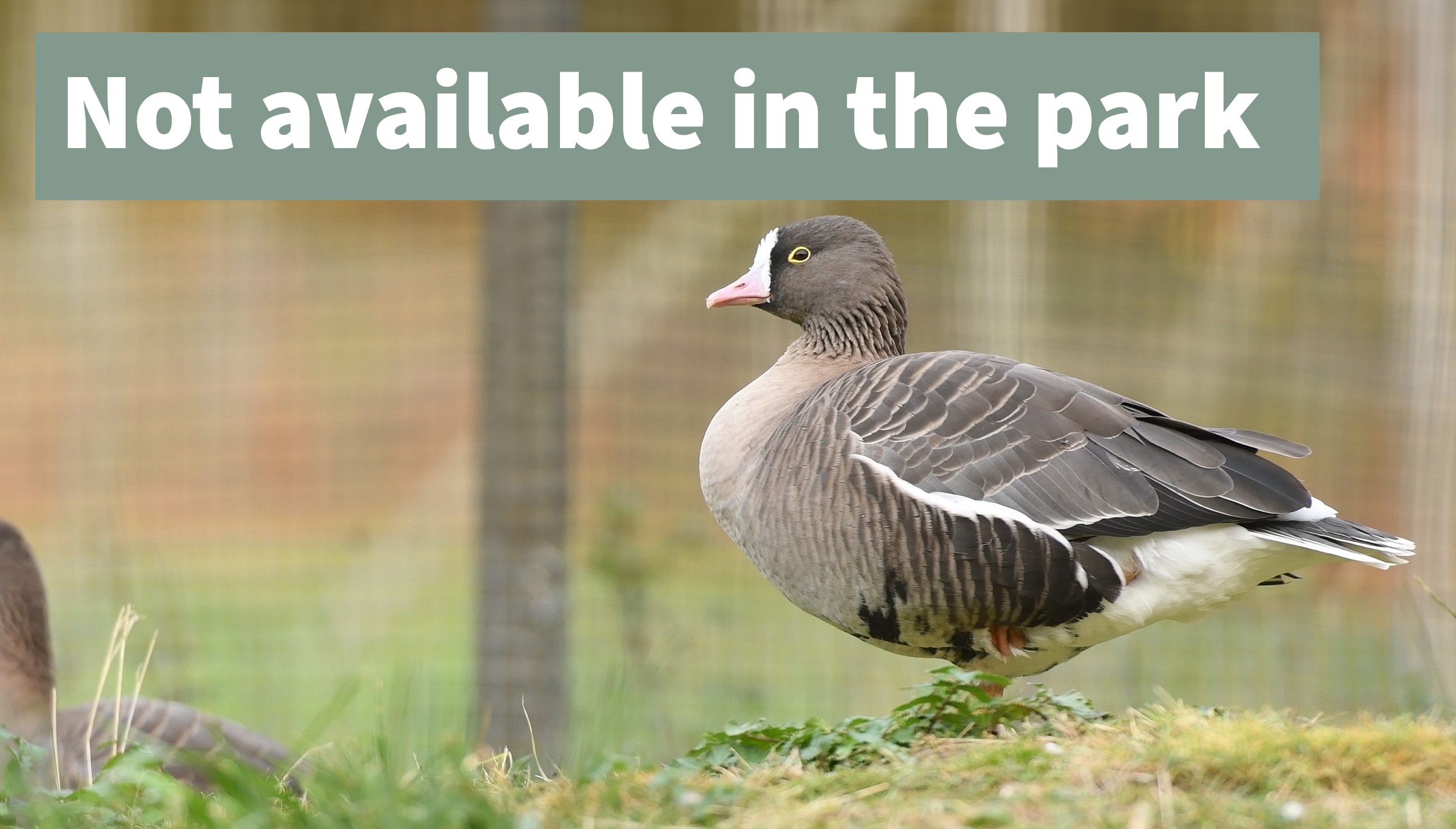 Lesser white-fronted goose
