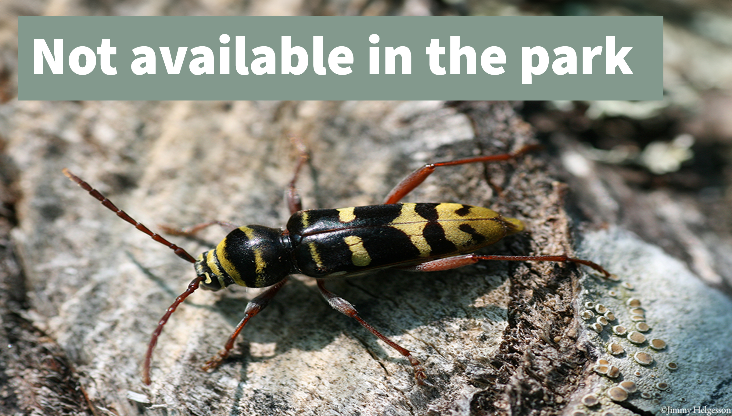 Bredbandad ekbarkbock ej för visning thumb eng