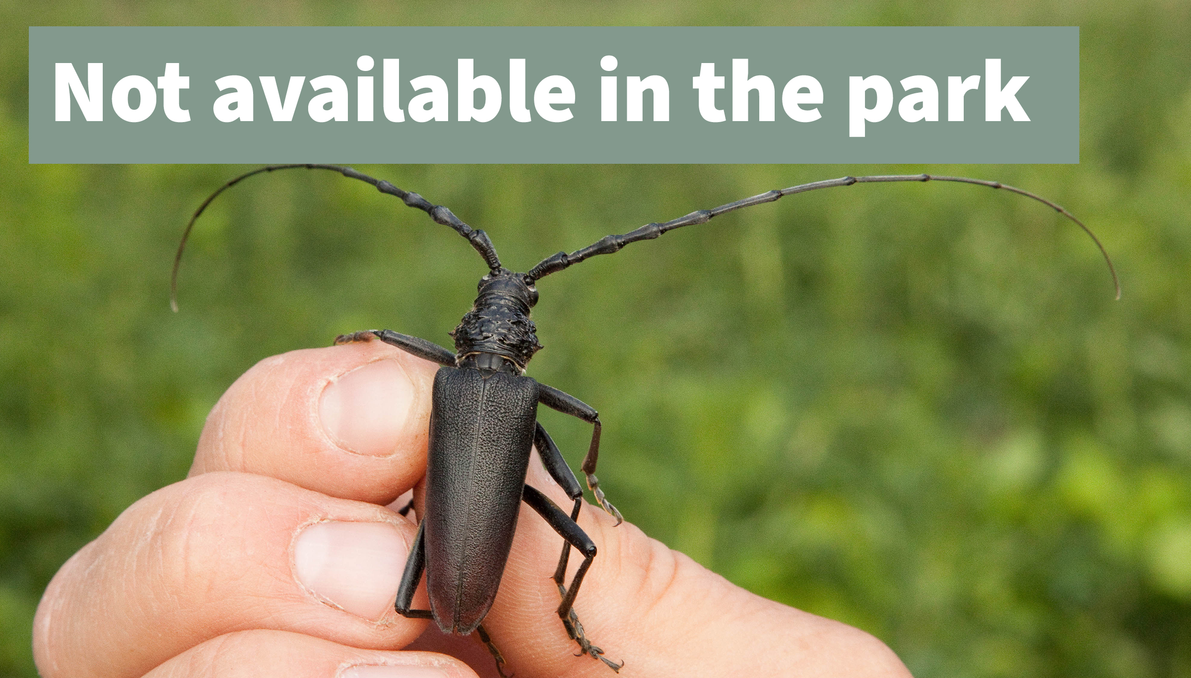 Större ekbock ej för visning thumb eng