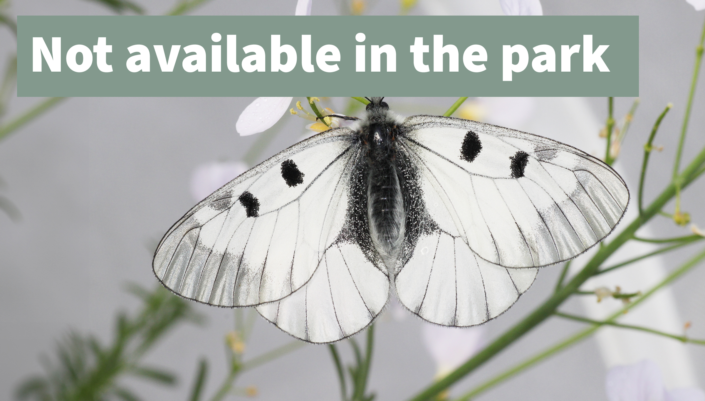 Clouded Apollo butterfly