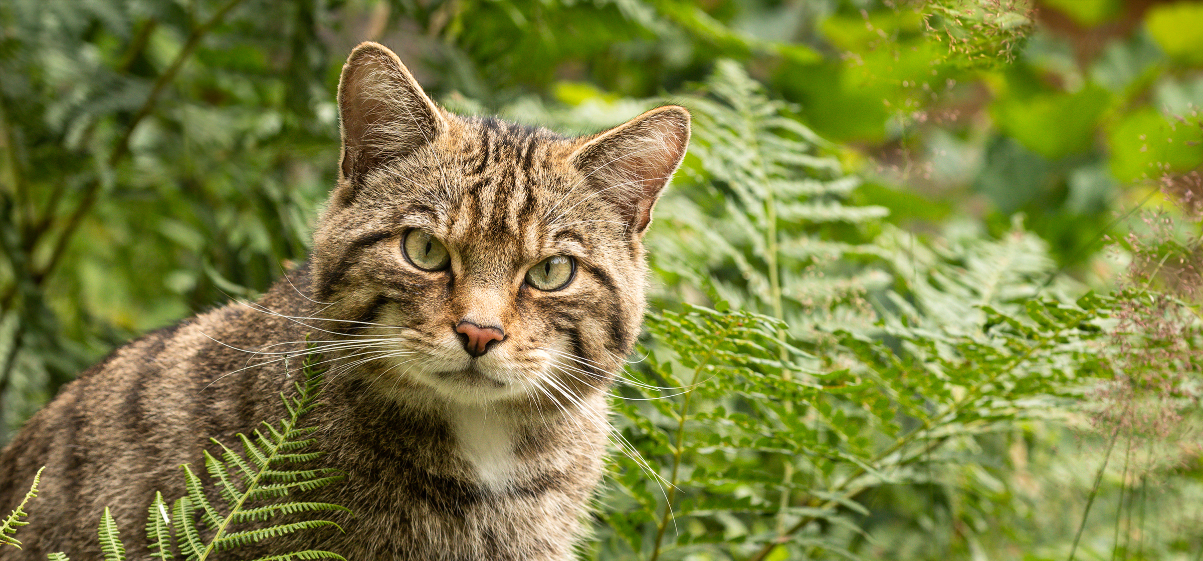 European wildcat