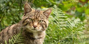 European wildcat