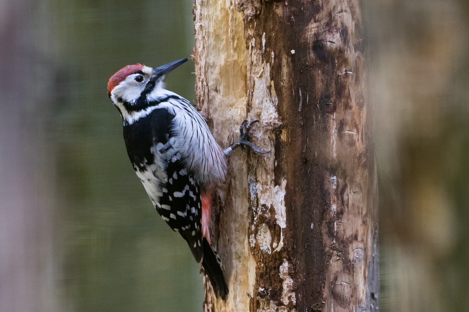 White-backed woodpecker