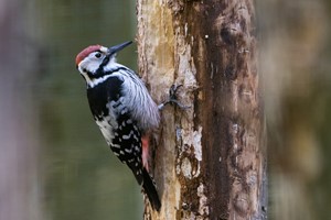 White-backed woodpecker