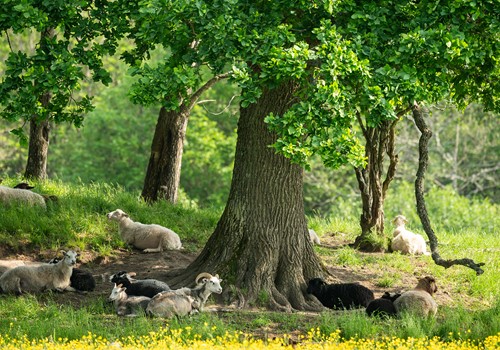 Bild The impact of large herbivores on the landscape