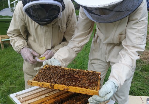 Bild Honeybee ecology
