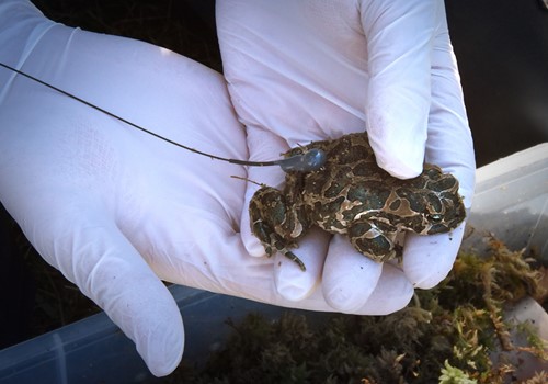 Bild Dispersal and welfare in released green toads