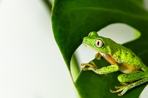 Grand opening of the Amphibian Ark