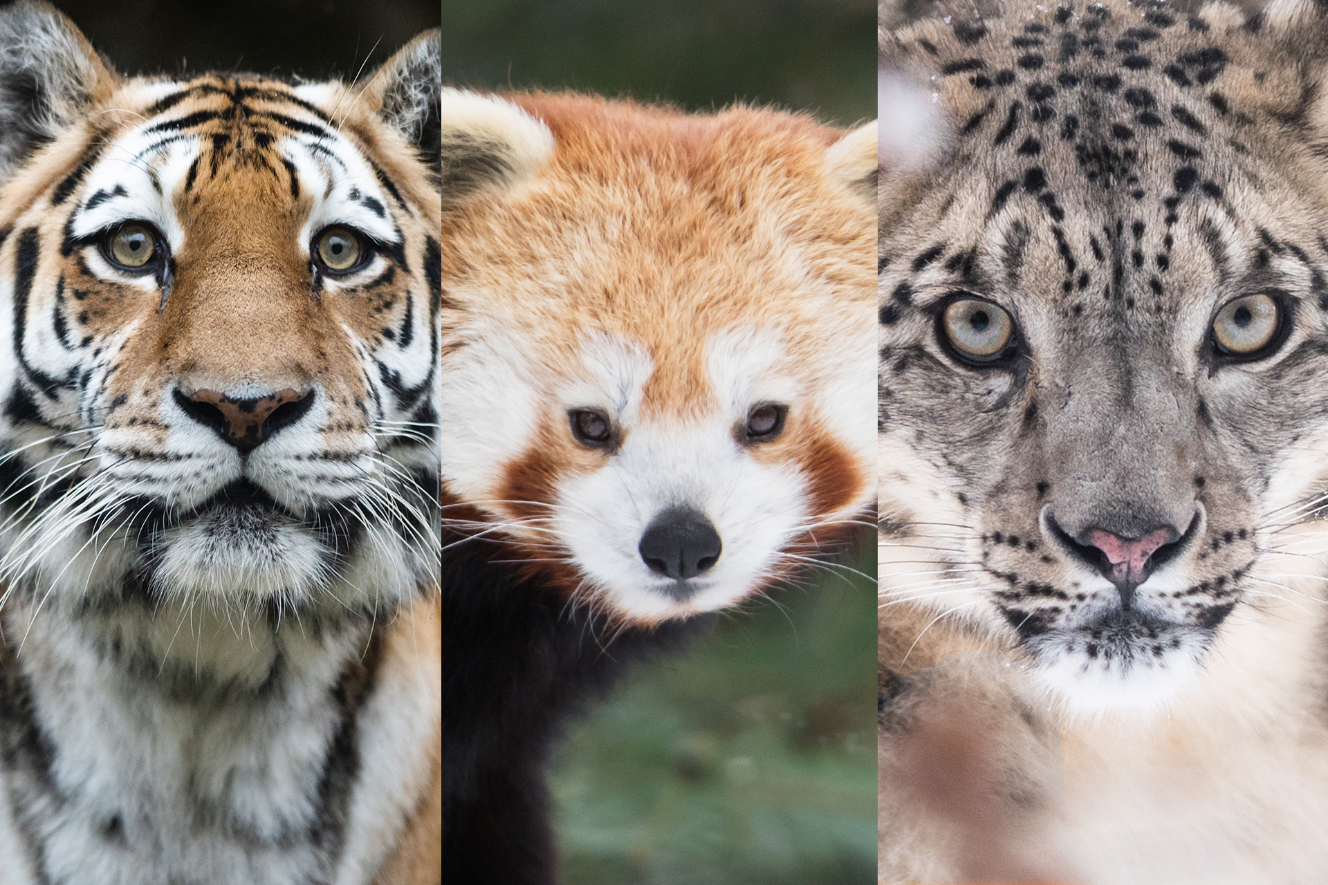 Mighty Meeting: Tiger/Panda/Snow leopard