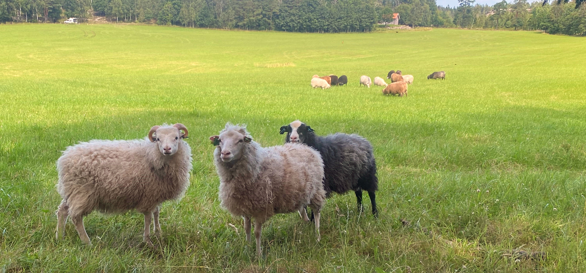 Tabacktorp sheep