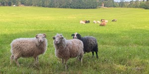 Tabacktorp sheep