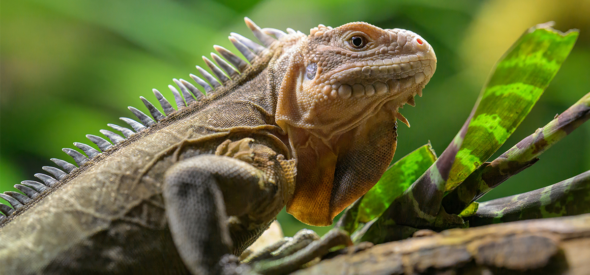 Lesser Antillean Iguana