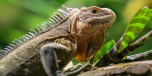 Lesser Antillean Iguana