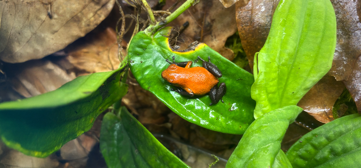Strawberry Poison Dart Frog