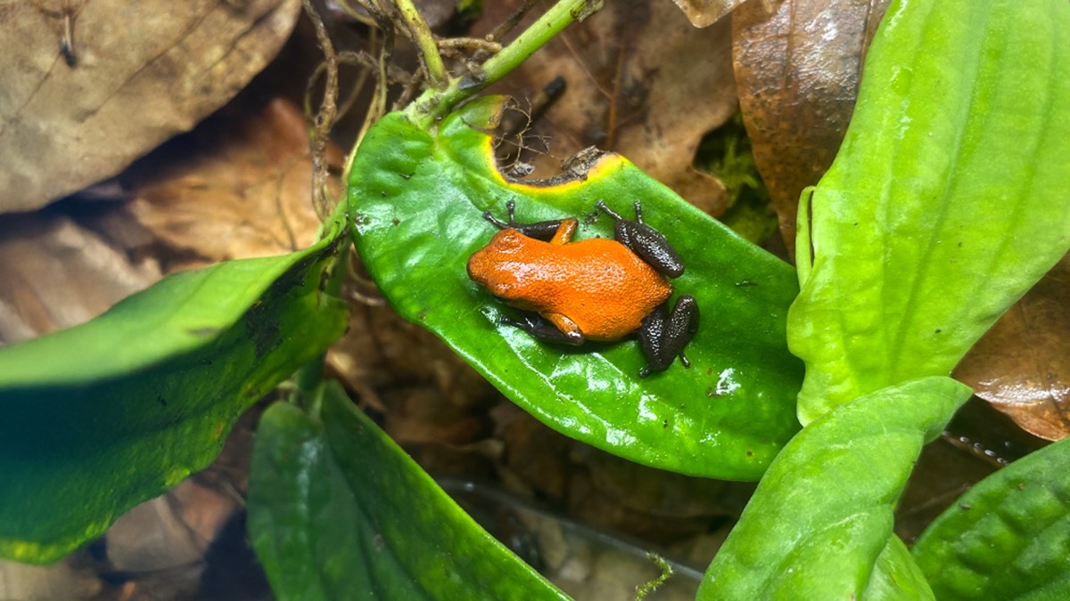 oophaga pumilio