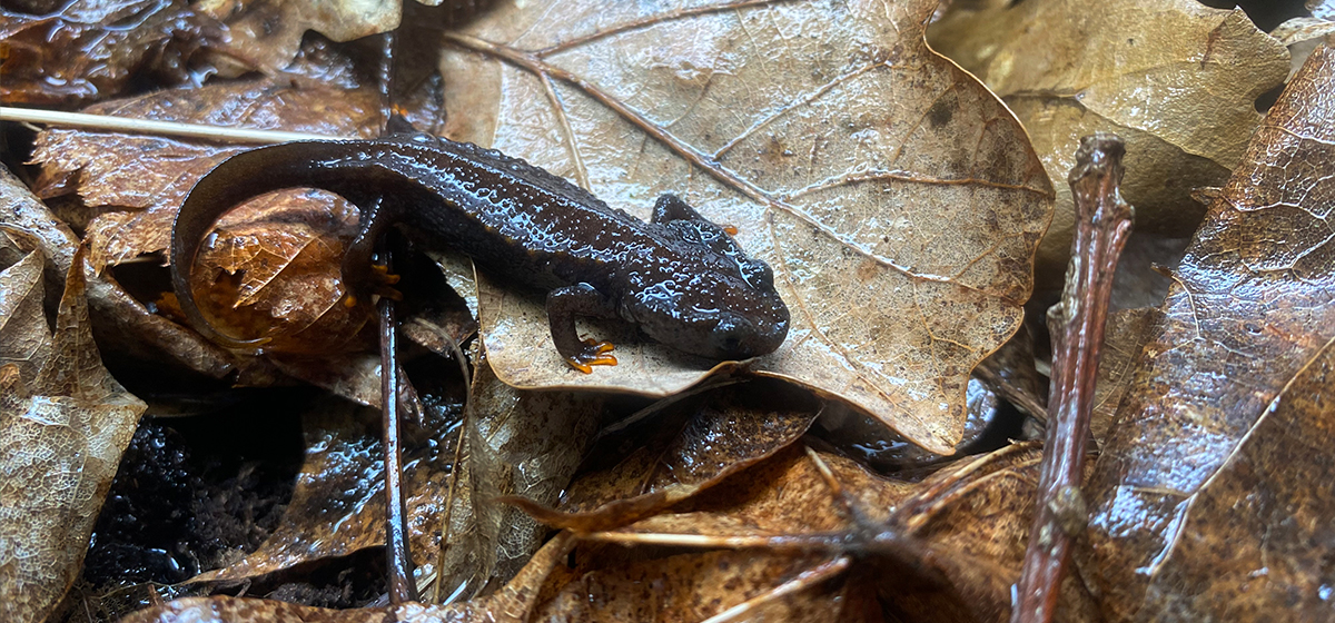 Vietnamese Crocodile Newt