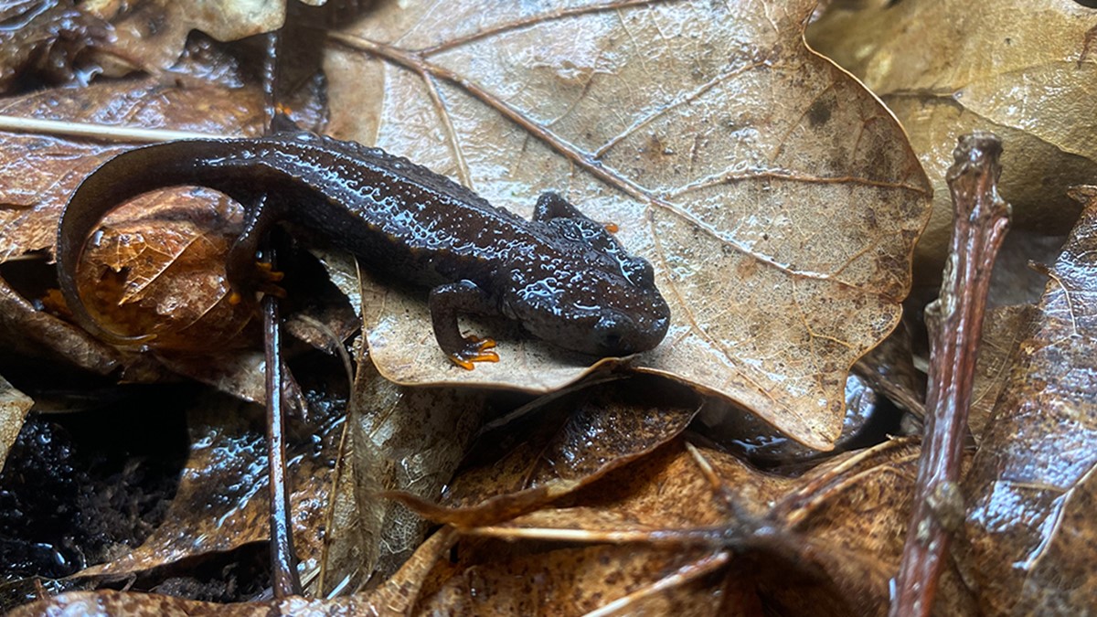 vietnamesisk krokodilsalamander banner