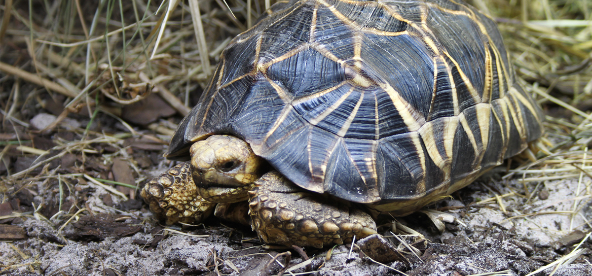 Burmese star tortoise