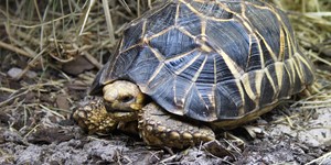 Burmese star tortoise