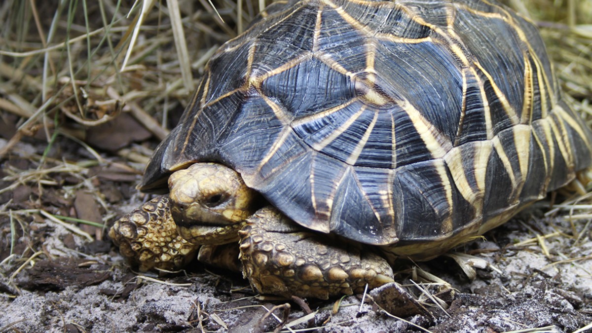 Burmesisk stjärnsköldpadda Foto Jimmy Helgesson