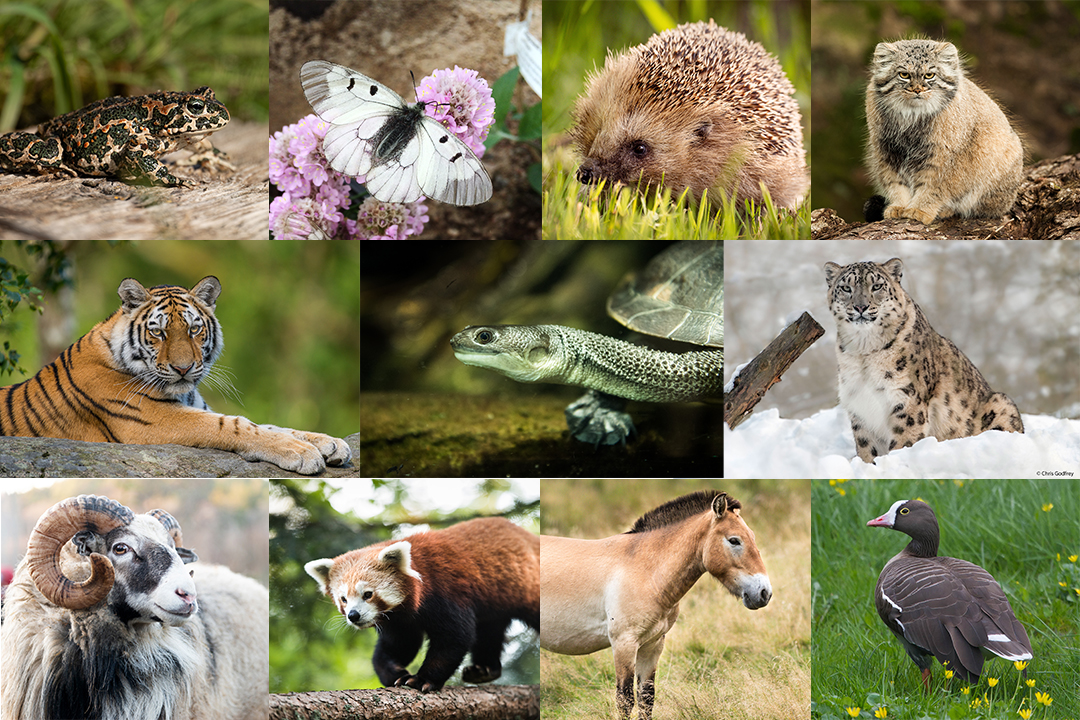 1. Choose an animal