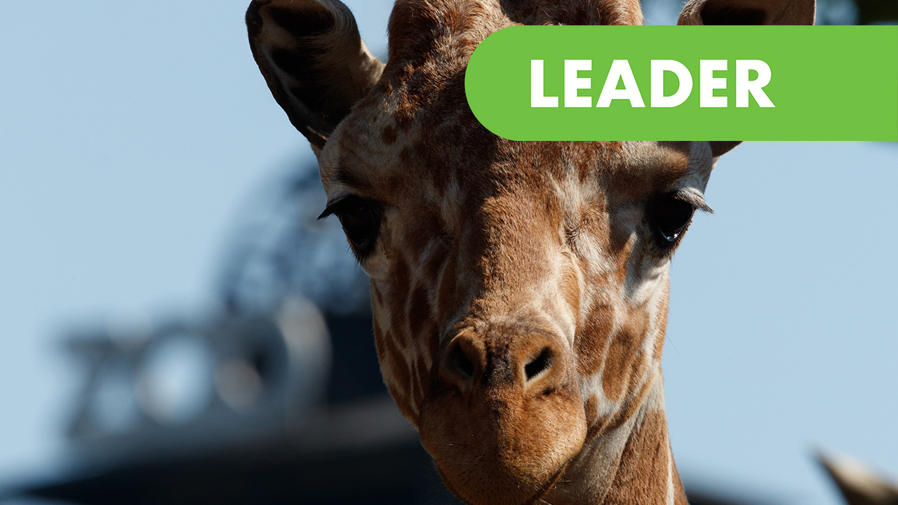 Copenhagen Zoo -Project leader