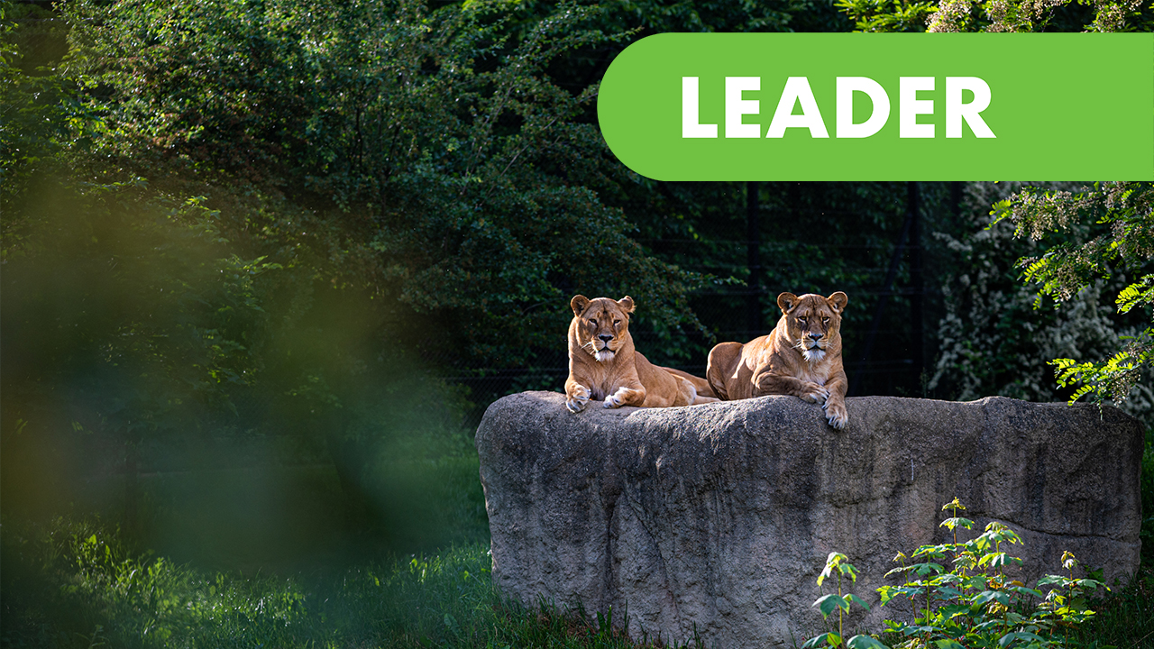 Zagreb Zoo -Project leader