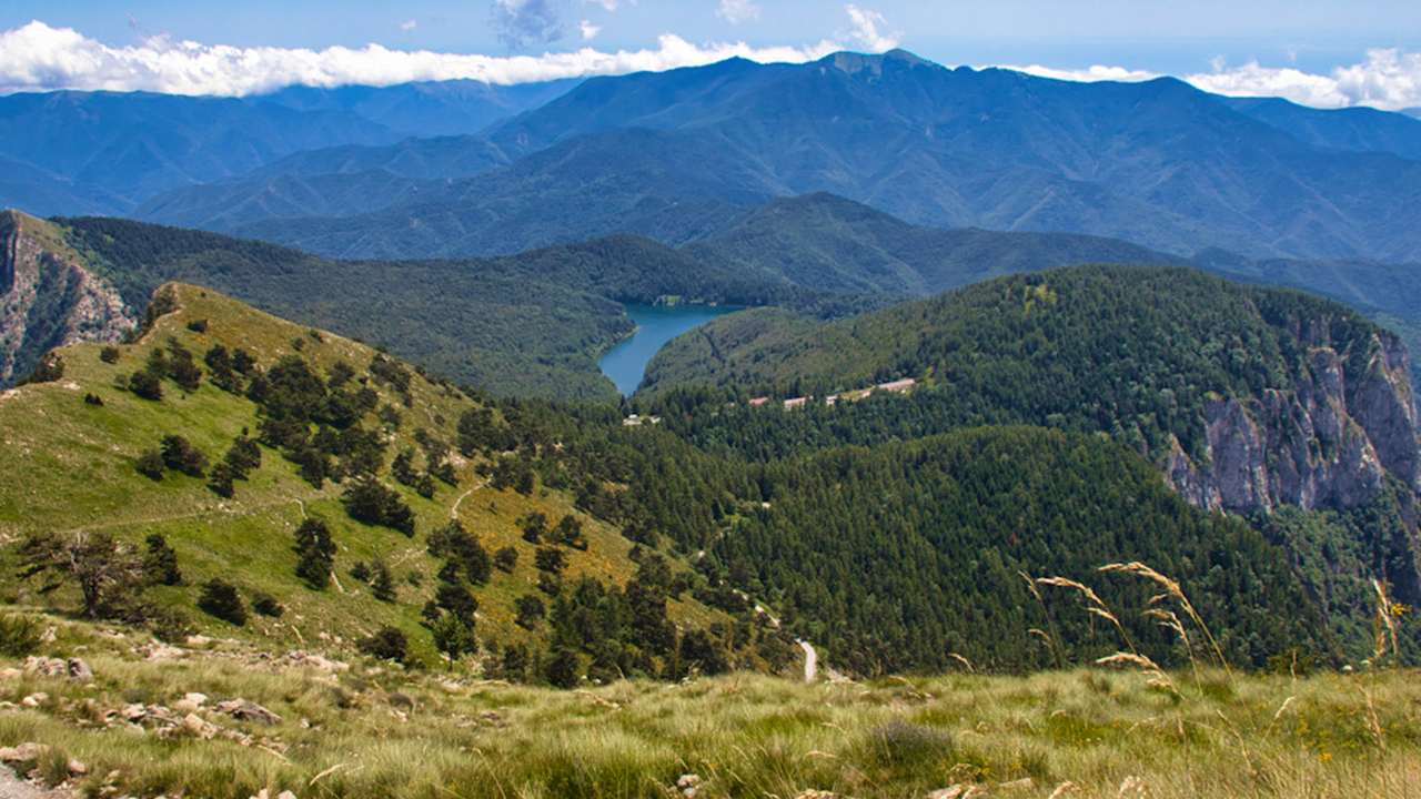 Associazione Lepidotterologica Italiana