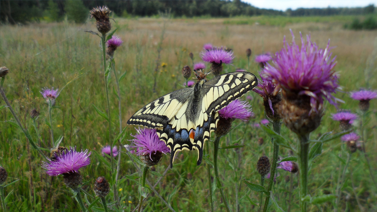 Stichting Butterfly Conservation Europe