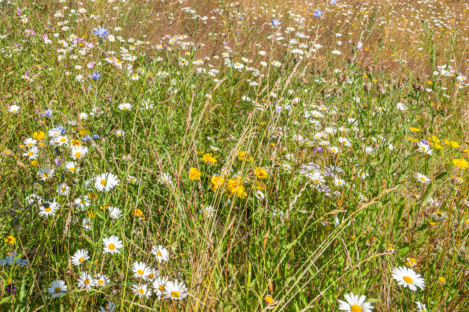 Bild Read more about the project