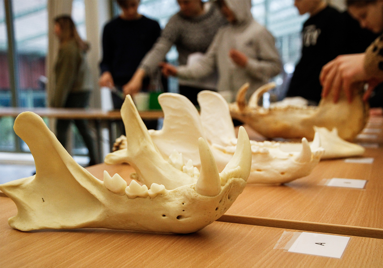 Bild Exciting exhibitions in the Tiger House