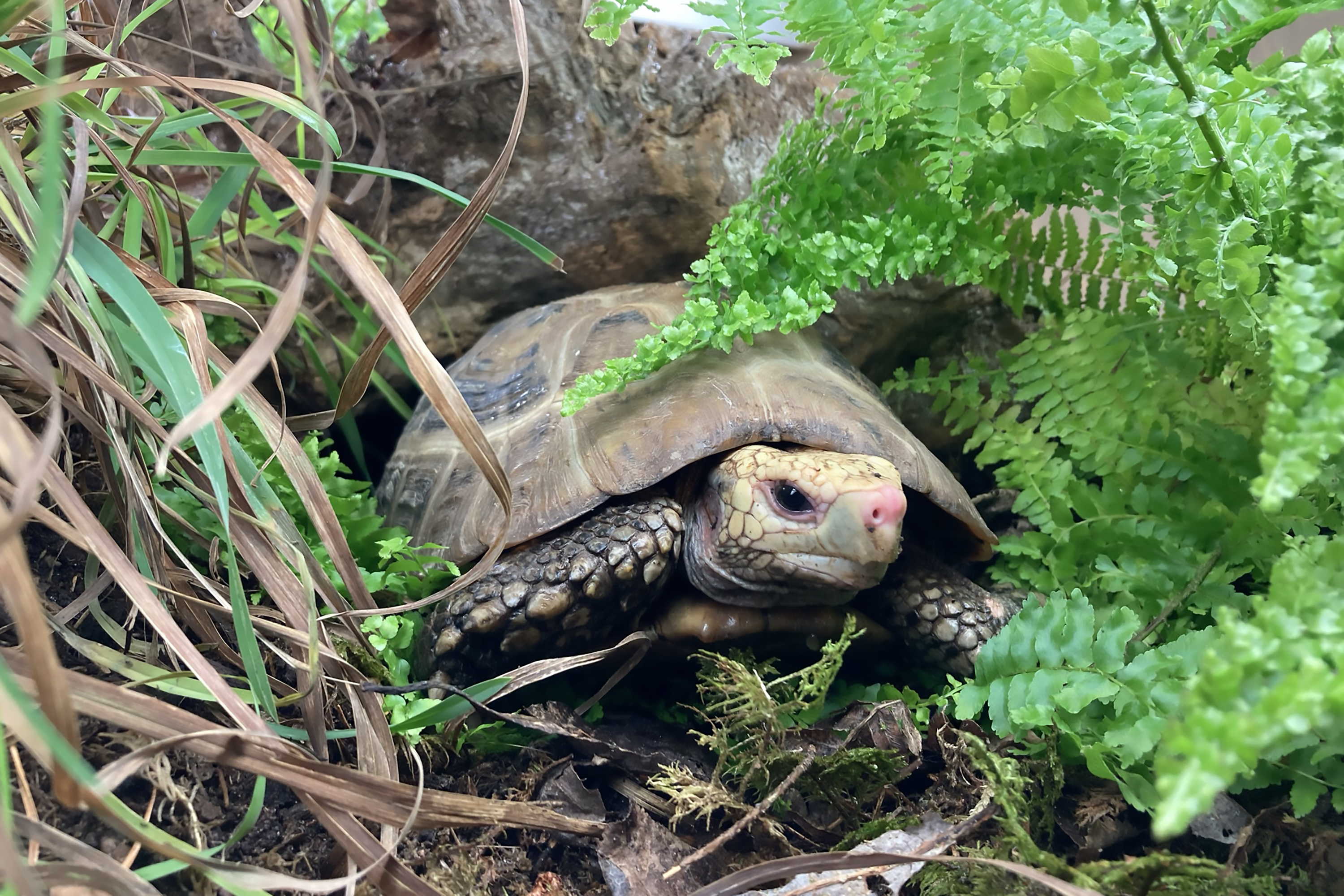 Gulhuvad sköldpadda i närbild framifrån