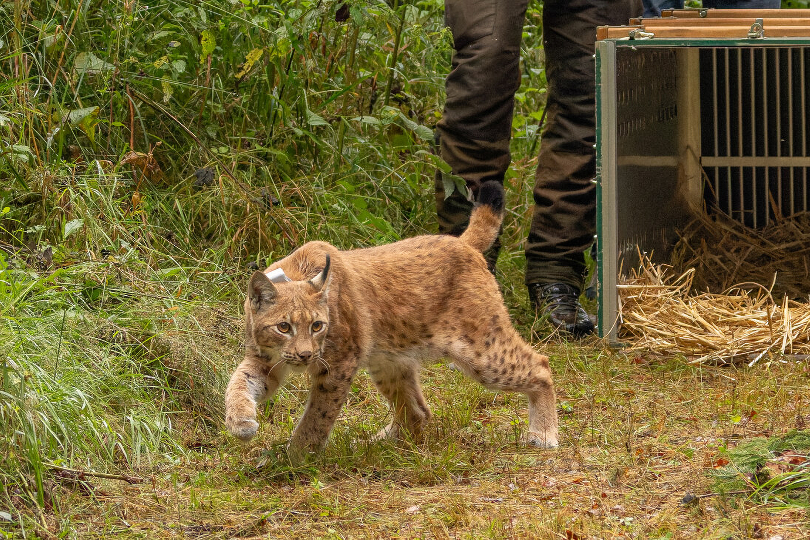 Carpatian lynx