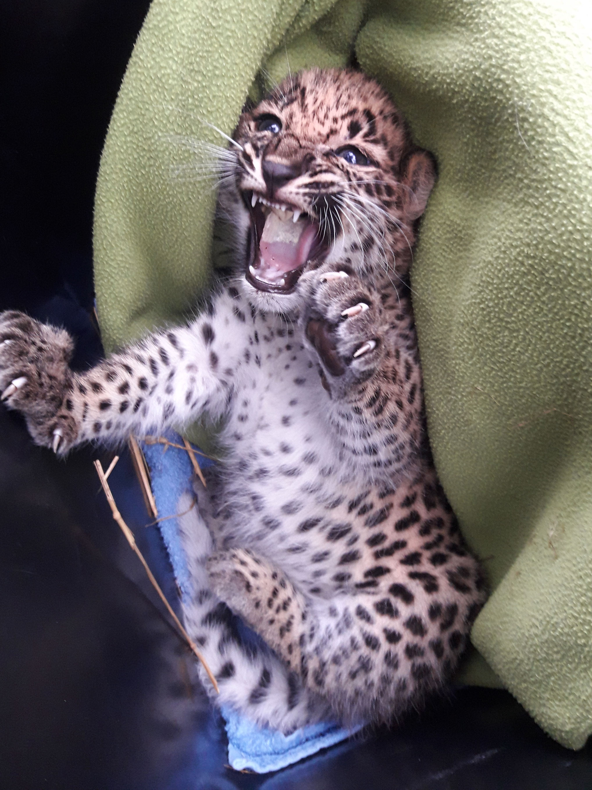 Persisk leopard unge veterinärkoll. Foto: Nordens Ark