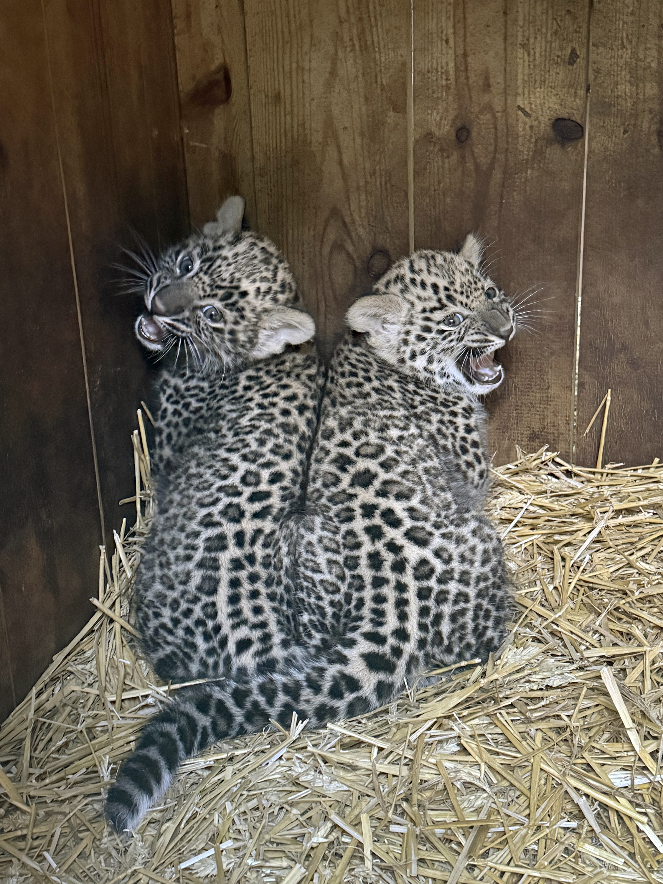 Persiska leopardungar i lyan