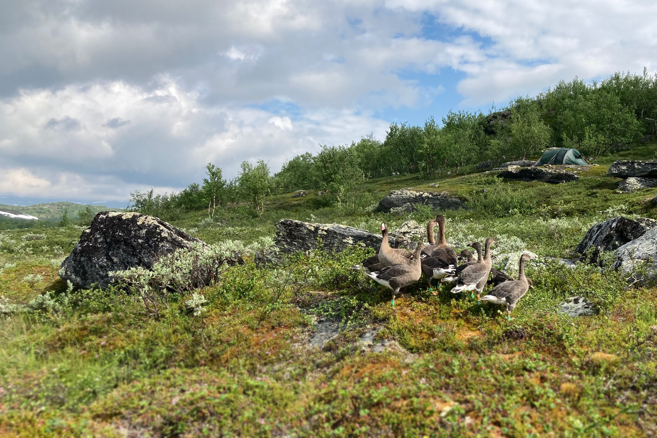 Fjällgäss utforskar sin nya miljö i det vilda. Foto: Emma Nygren