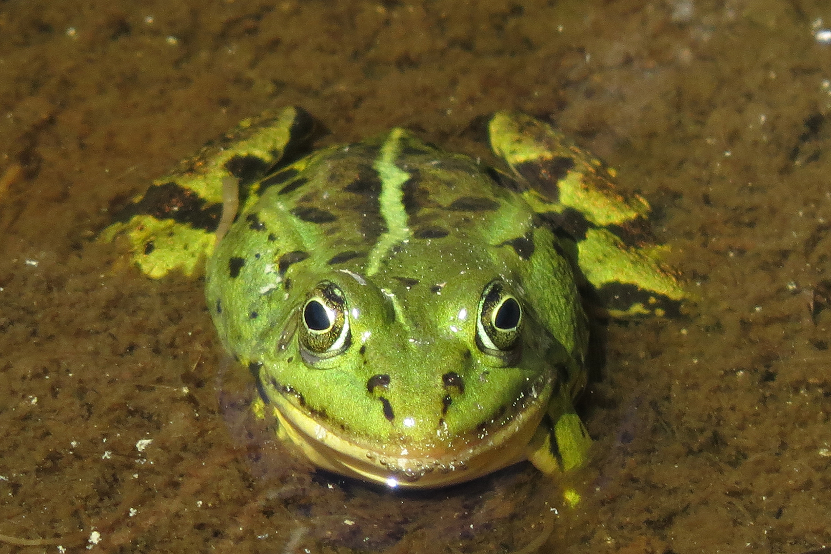 Pool frog